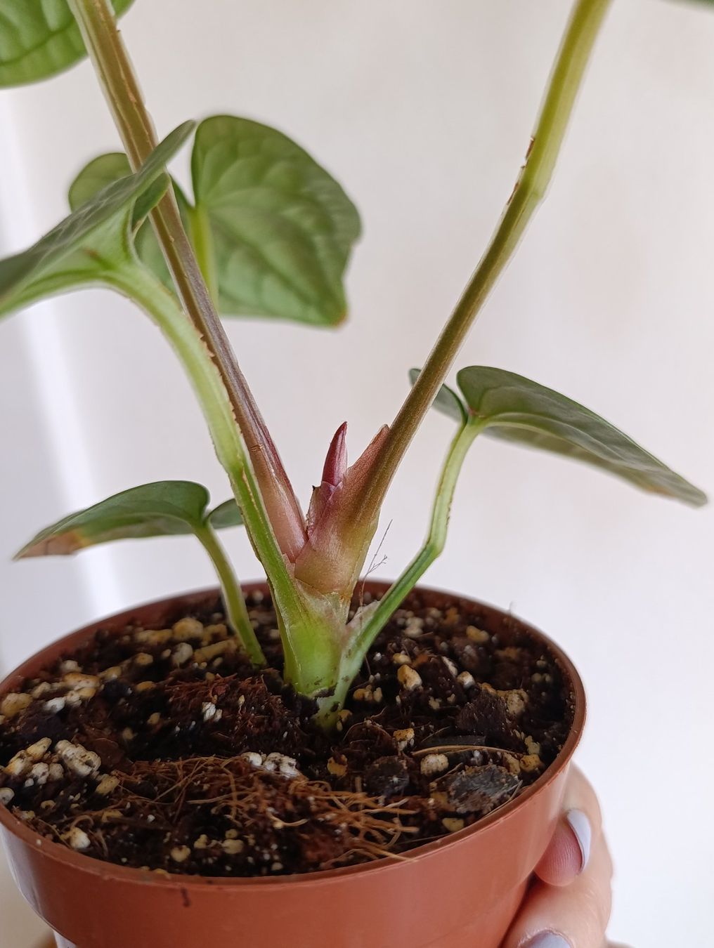 Piante & sementi: Anthurium Luxurians Babypflanze – Usato da Baar venduto da L.isa28 4