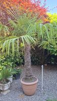 Winterharte Fächerpalme für Ihren Garten – jetzt in Top Zust