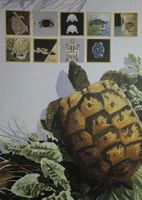 Schulwandbild, Wandbild, Lehrbild "Schildkröte" A. Pitteloud