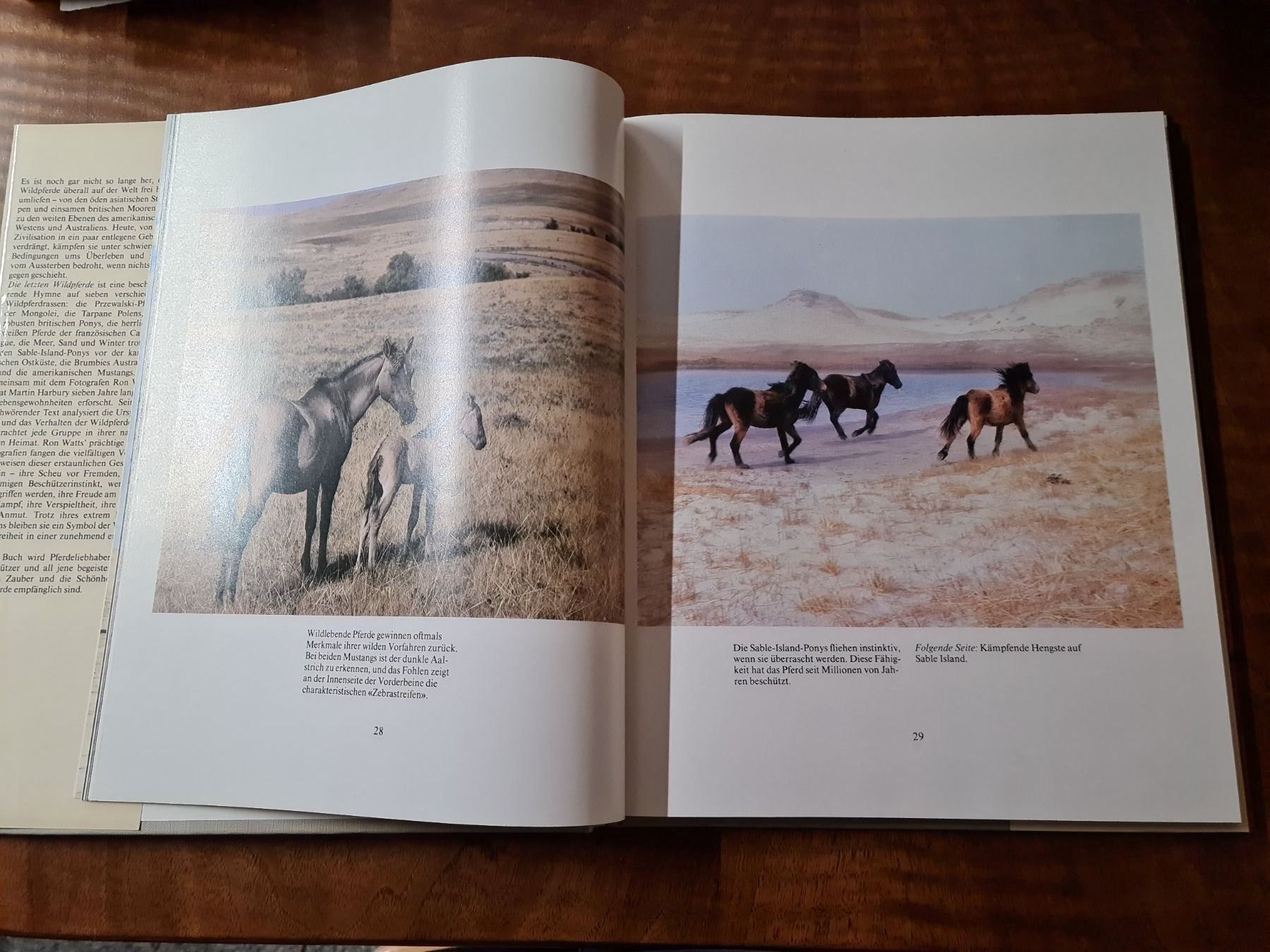 Libri: Die letzten Wildpferde – Usato da Erstfeld venduto da Mario_boe0 2