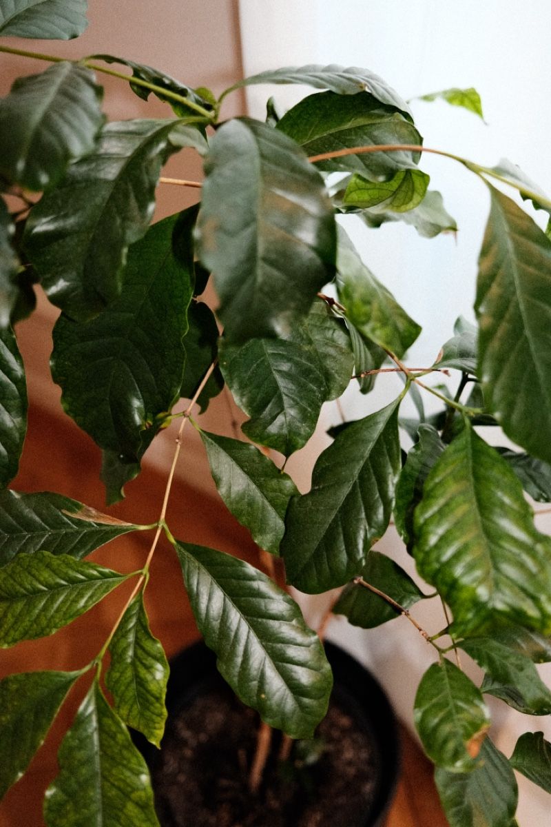Plantes & graines: Kaffeepflanze – D'occasion à Zürich par dvblch 1