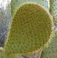 Opuntia scheeri Ohr ca. 20cm