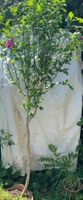 Eibisch Hibiscus syriacus Stamm winterhart Sichtschutz 160cm