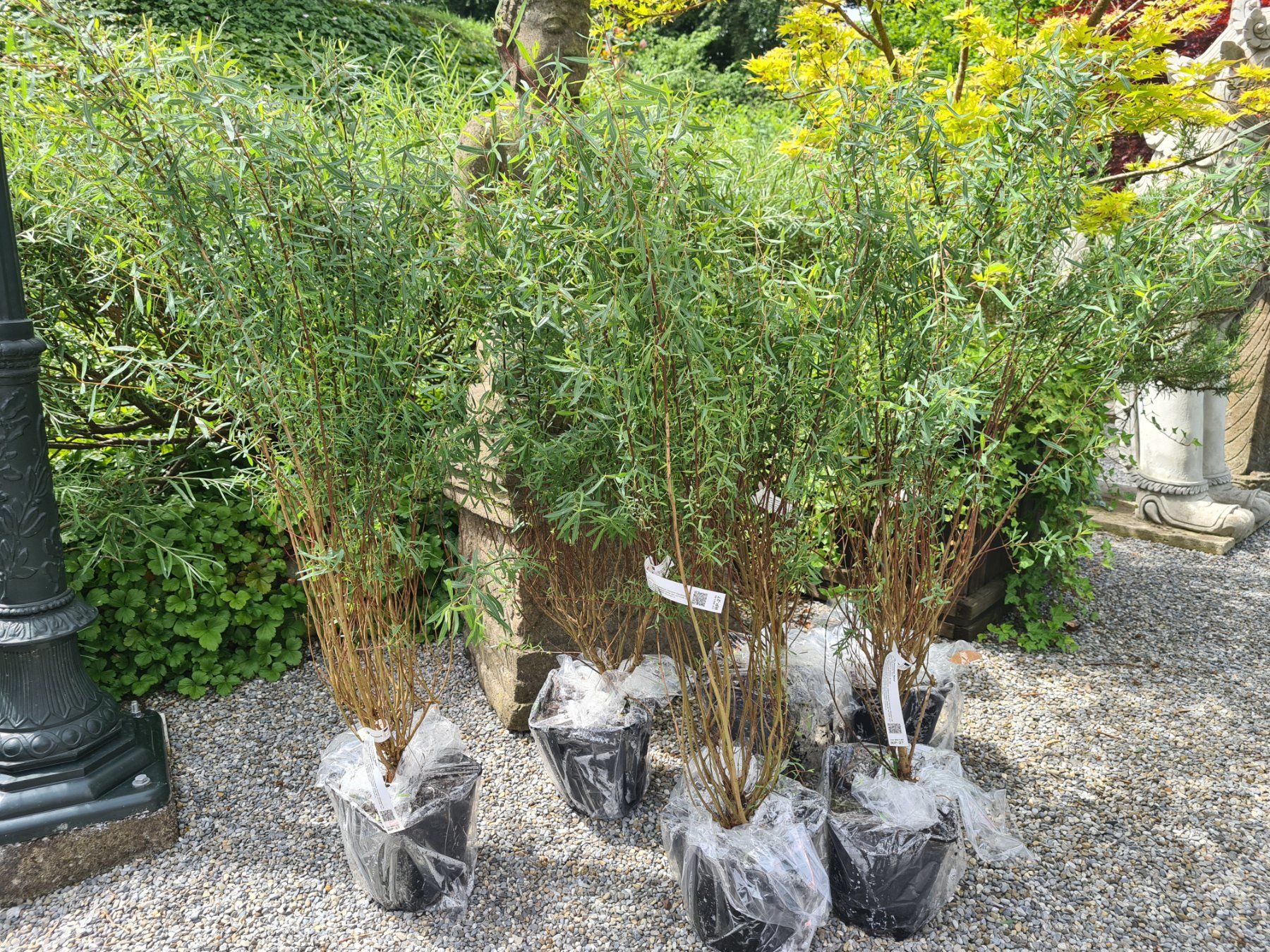 Piante & sementi: 6 Grosse ,Wunderschöne Salix Purpurea Nana – Usato da Rotkreuz venduto da Trojaner-