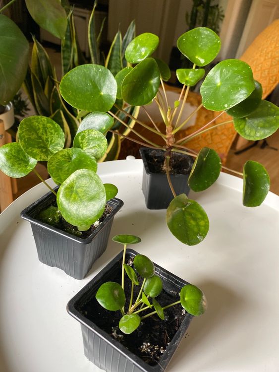 Lot de trois PILEAS | Kaufen auf Ricardo