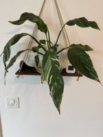 🌿 Variegiertes Einblatt (Spathiphyllum)