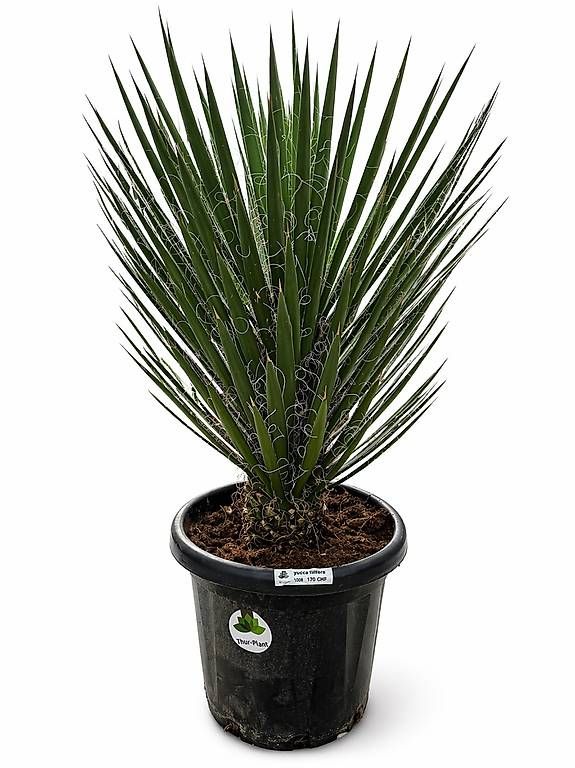 Piante & sementi: Yucca Filiferia – Nuovo e nell'imballaggio originale da Zuckenriet venduto da Thur_Plant
