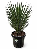 Yucca Filiferia