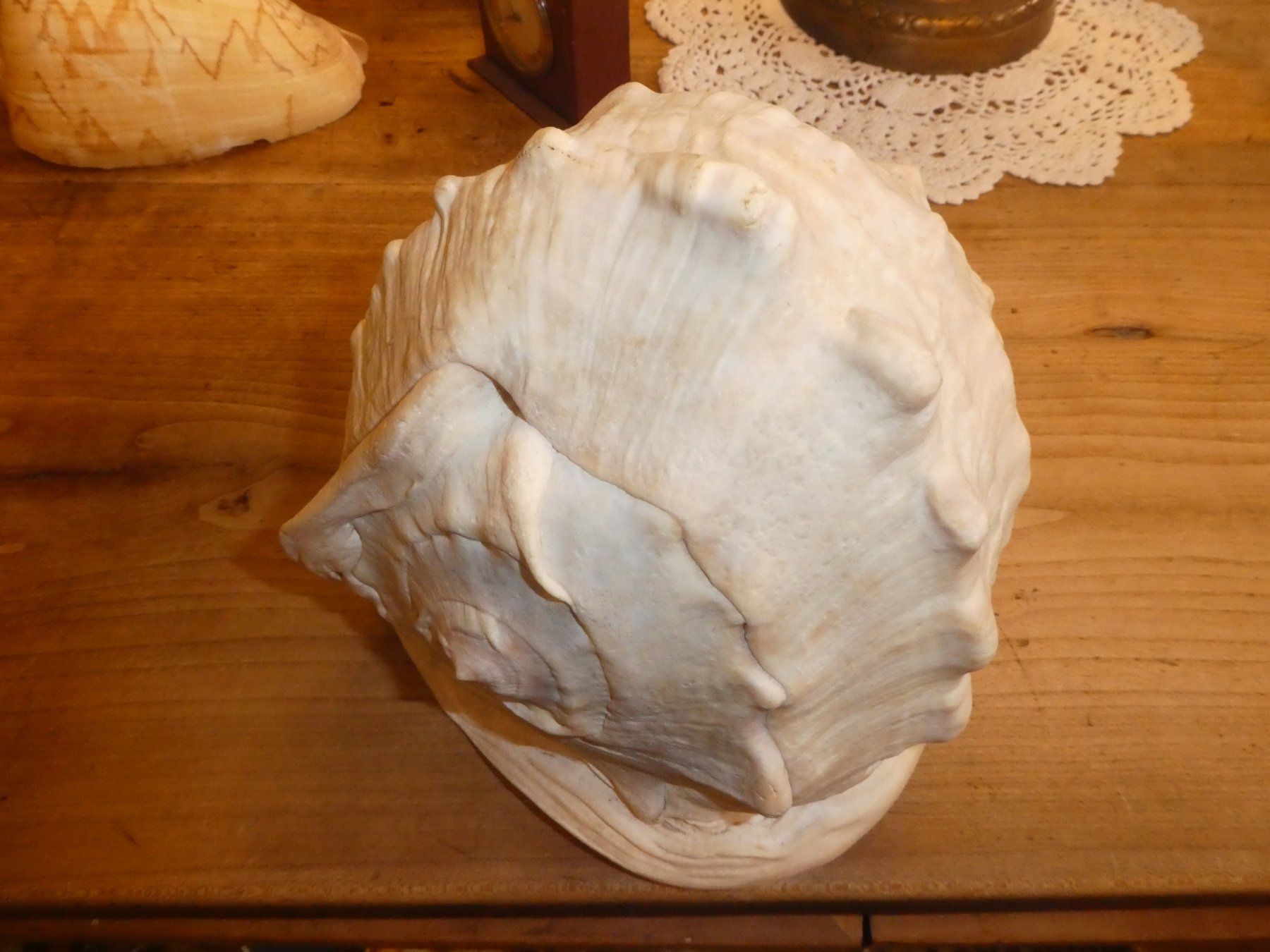 Fossili: Grosse, schöne Triton Muschel – Usato da Chur venduto da Diversico2010