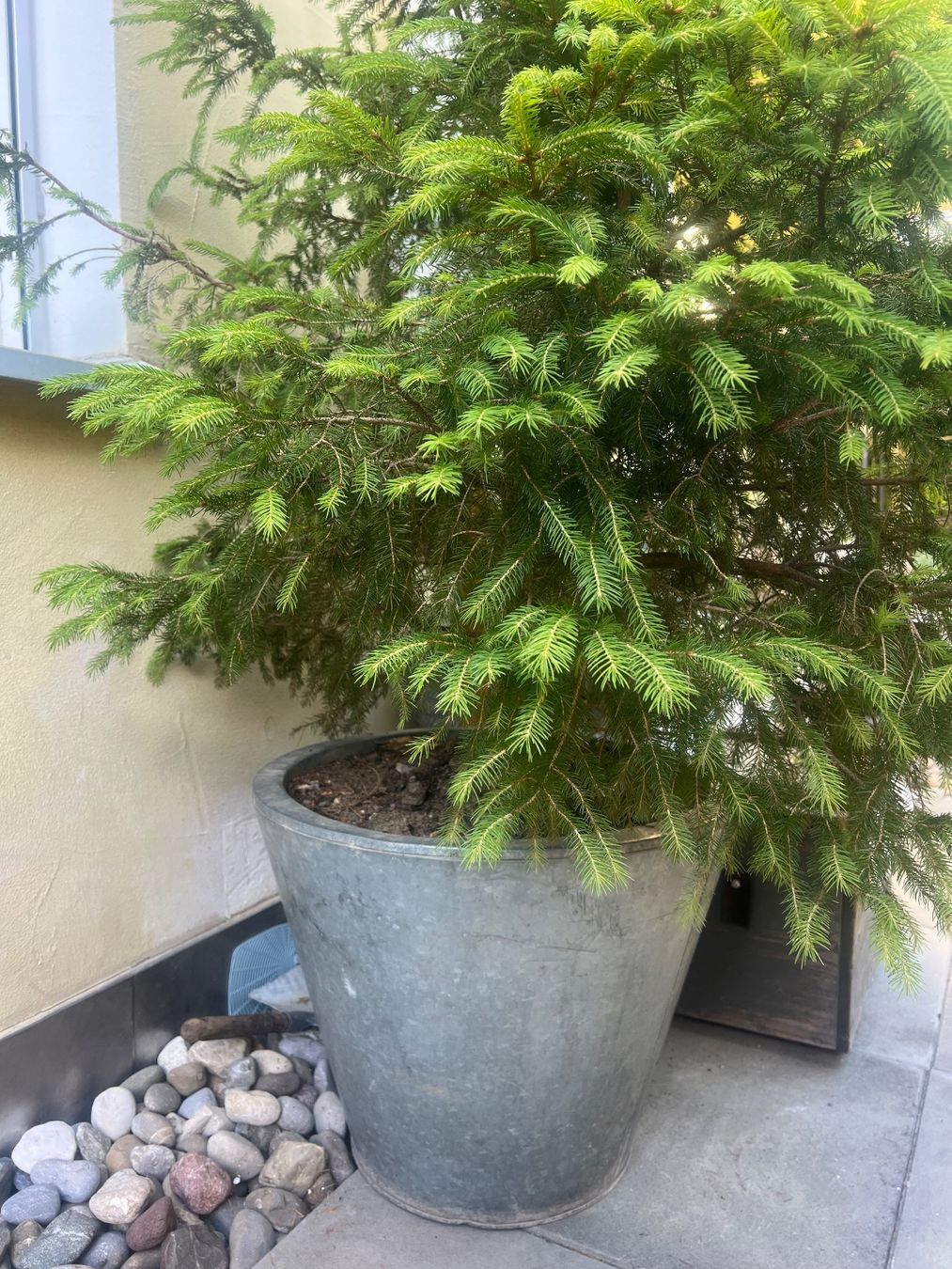 Piante & sementi: Gesunde, wunderschöne Rot Tanne 180cm – Usato da Lufingen venduto da bombolulu 2