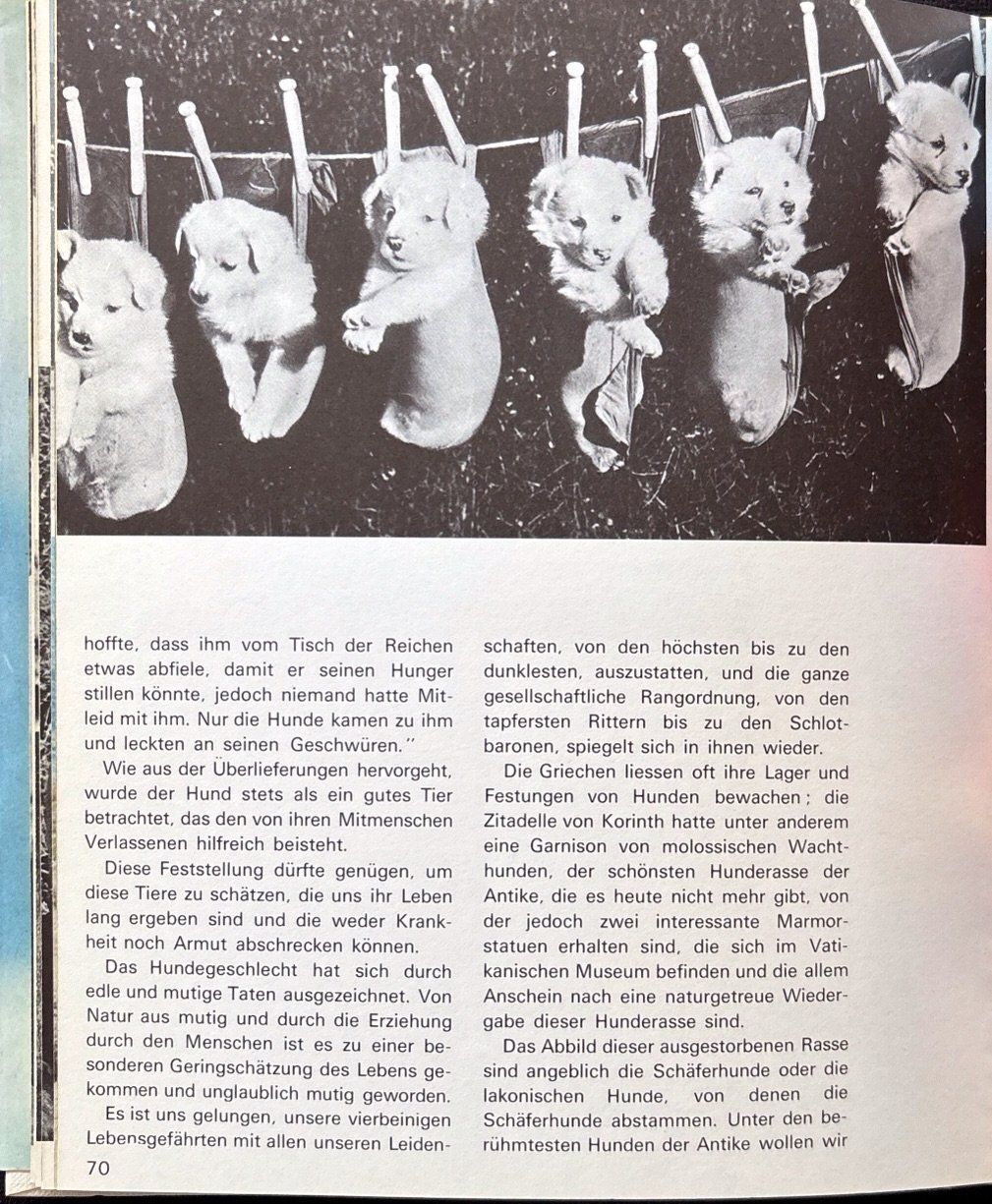 Libri: Hunde die wir lieben – Usato da Sarnen venduto da Livres 4