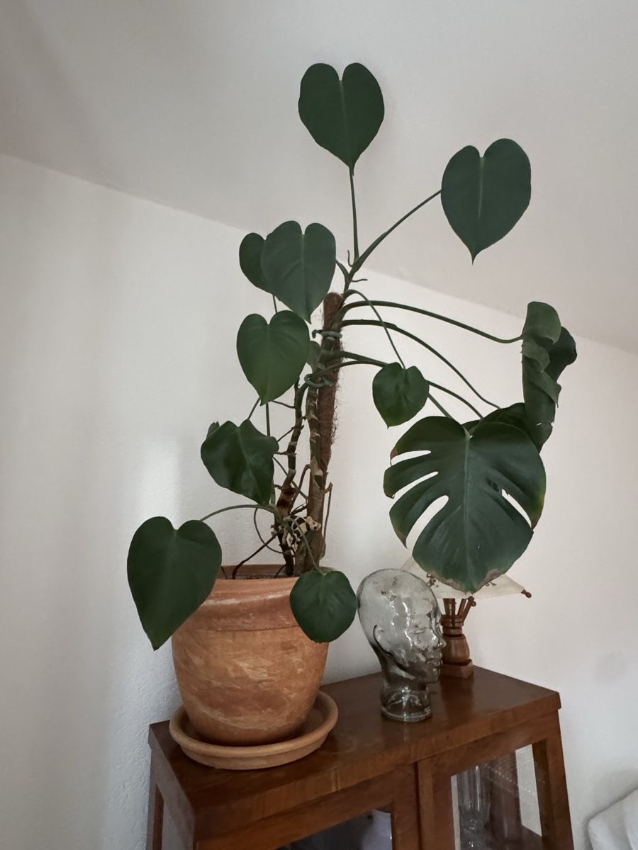 Pflanzen & Samen: Grosse Zimmerpflanze Monstera im Topf – Gebraucht aus Biel/Bienne von leo_h2vb 2