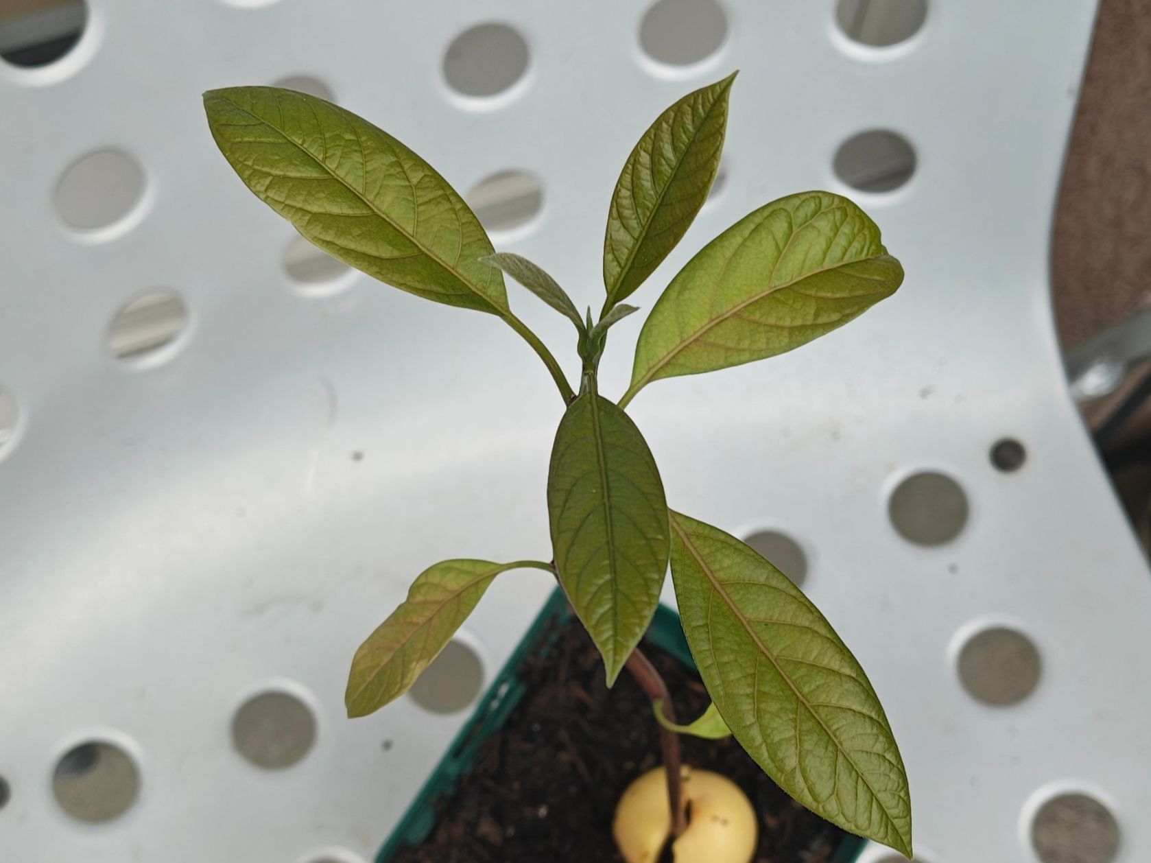 Piante & sementi: Avocado Baum – Usato da Schlieren venduto da Edgar_k 1
