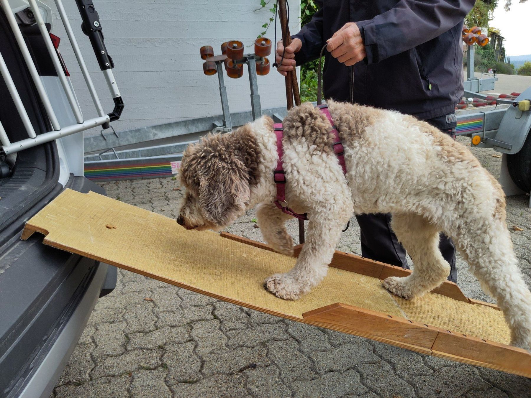 Käfige, Transport & Sicherheit: Hunde - Rampe – Gebraucht aus Bachenbülach von pwider 3