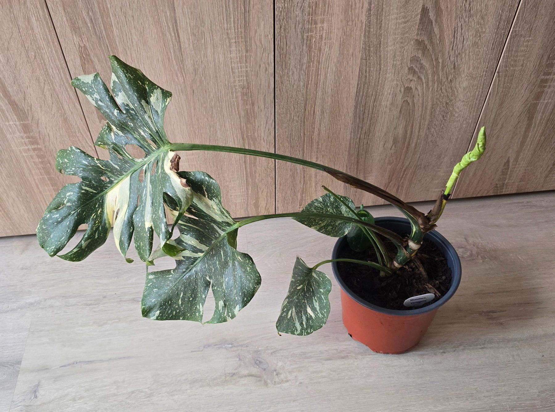 Plantes & graines: Monstera  Variegata Pflanze – D'occasion à Aarburg par Glitzerschein 4