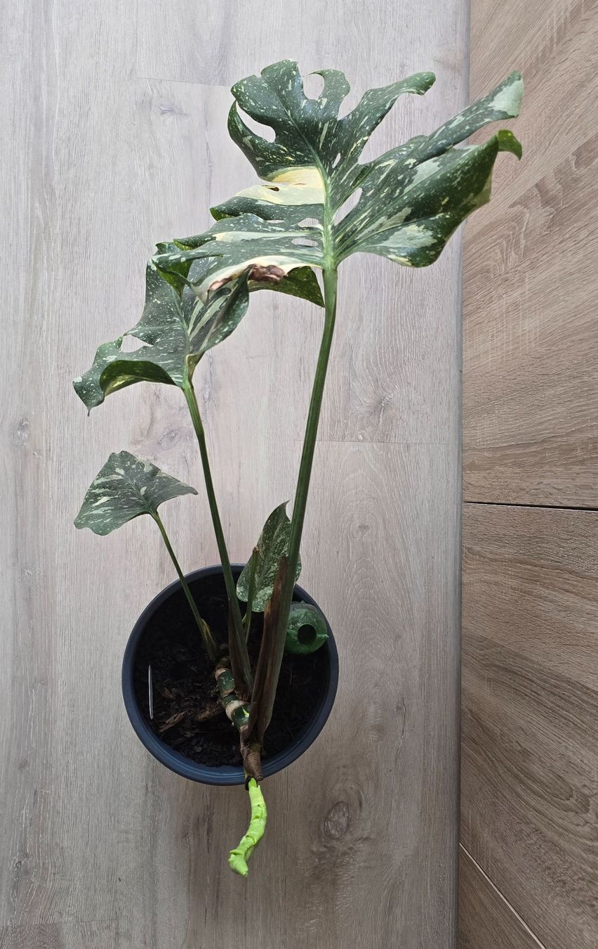 Plantes & graines: Monstera  Variegata Pflanze – D'occasion à Aarburg par Glitzerschein 3