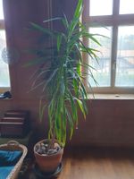 Yucca Palme XXL (Höhe 2.45)