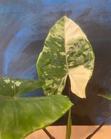 Alocasia Black Stem Variegata Rhizom (2)