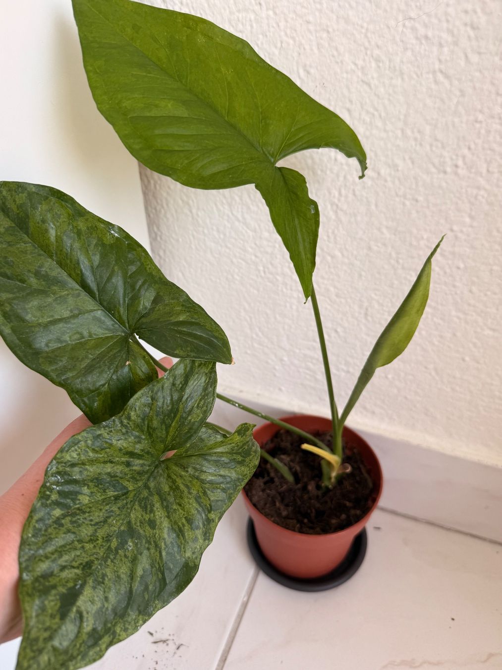 Piante & sementi: Syngonium mottled mojito Steckling – Usato da Allschwil venduto da Irlandelfe85