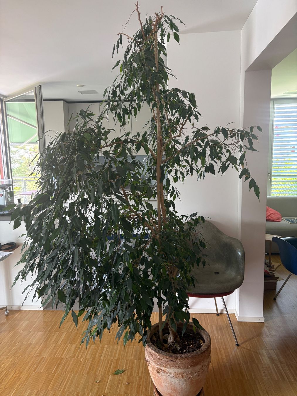 Pflanzen & Samen: Ficus Benjamina Pflanze – Gebraucht aus Zürich von estij 1