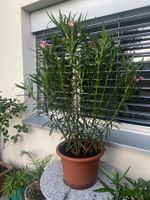 Oleander hellrosa/lachs,  Höhe 135 cm