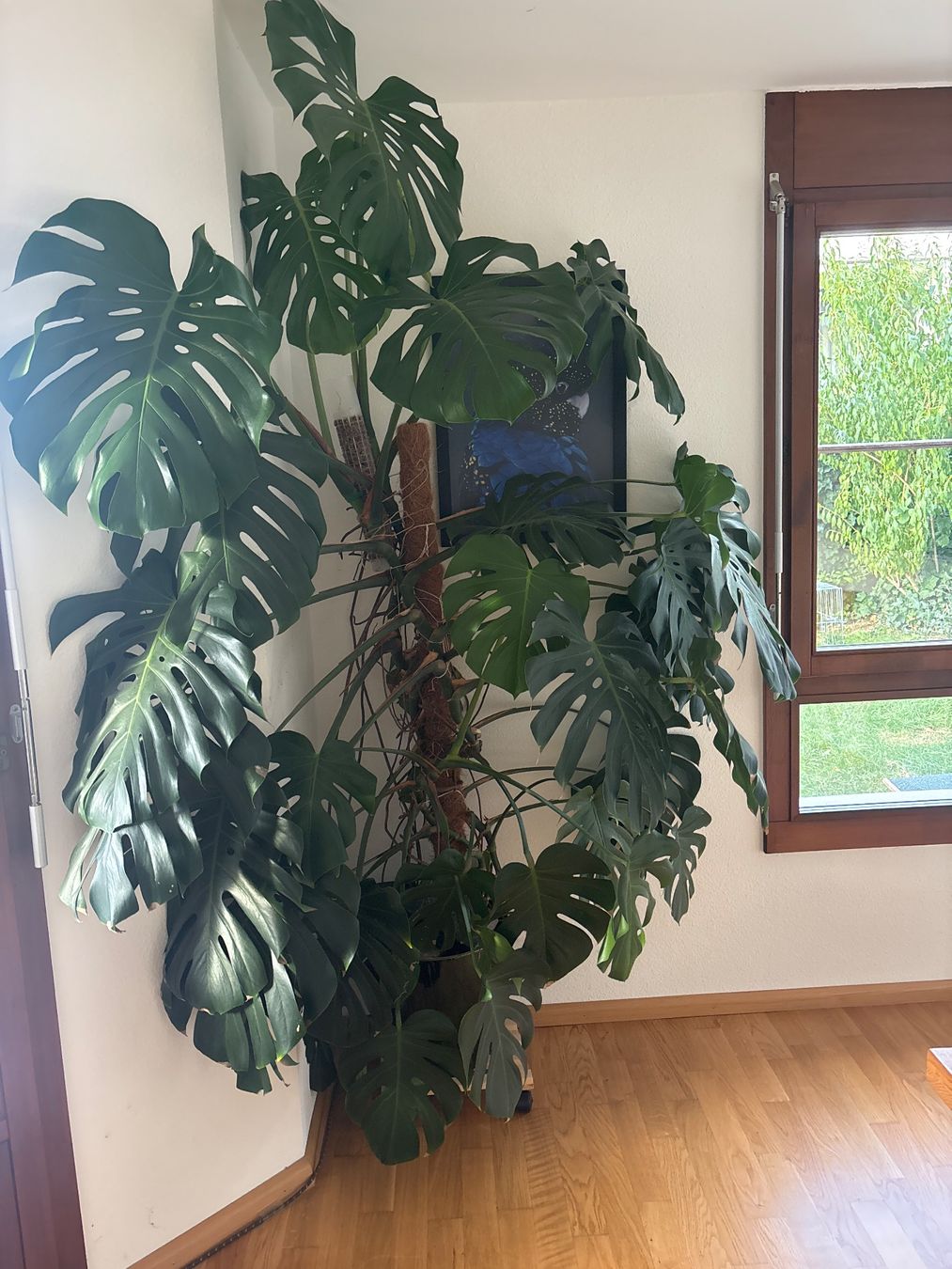 Piante & sementi: Monstera deliciosa XXL – Nuovo e nell'imballaggio originale da Binningen venduto da ely_ys5d