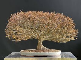 Acer palmatum Kiyohime  ausstellungsreifer Bonsai