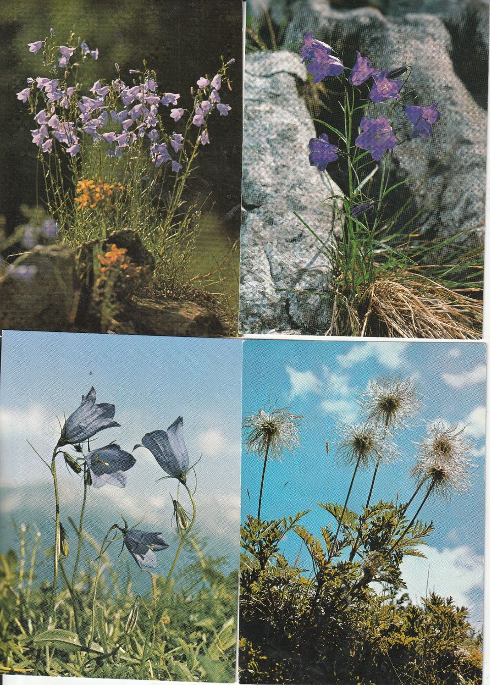 Cartoline postali: 40 Schöne Blummenkarten – Usato da Lumbrein venduto da made02 9
