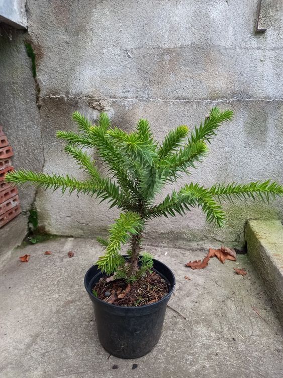 Araucaria araucana Chilenische Araukarie Kaufen auf Ricardo