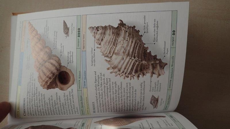 Libri: Fossilien Bestimmungsbuch – Usato da Rickenbach BL venduto da Oktober68 6