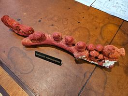 Mineralien Schaumkoralle geschnitzte Eulengruppe 35 cm Lang