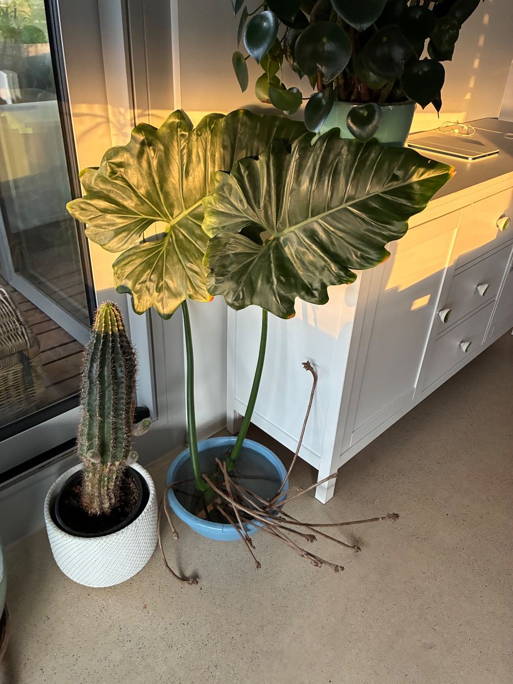 Pflanzen & Samen: Philodendron Setzling B – Neu (gemäss Beschreibung) aus Zürich von leGrenat