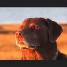 Profile image of leo_t5mr