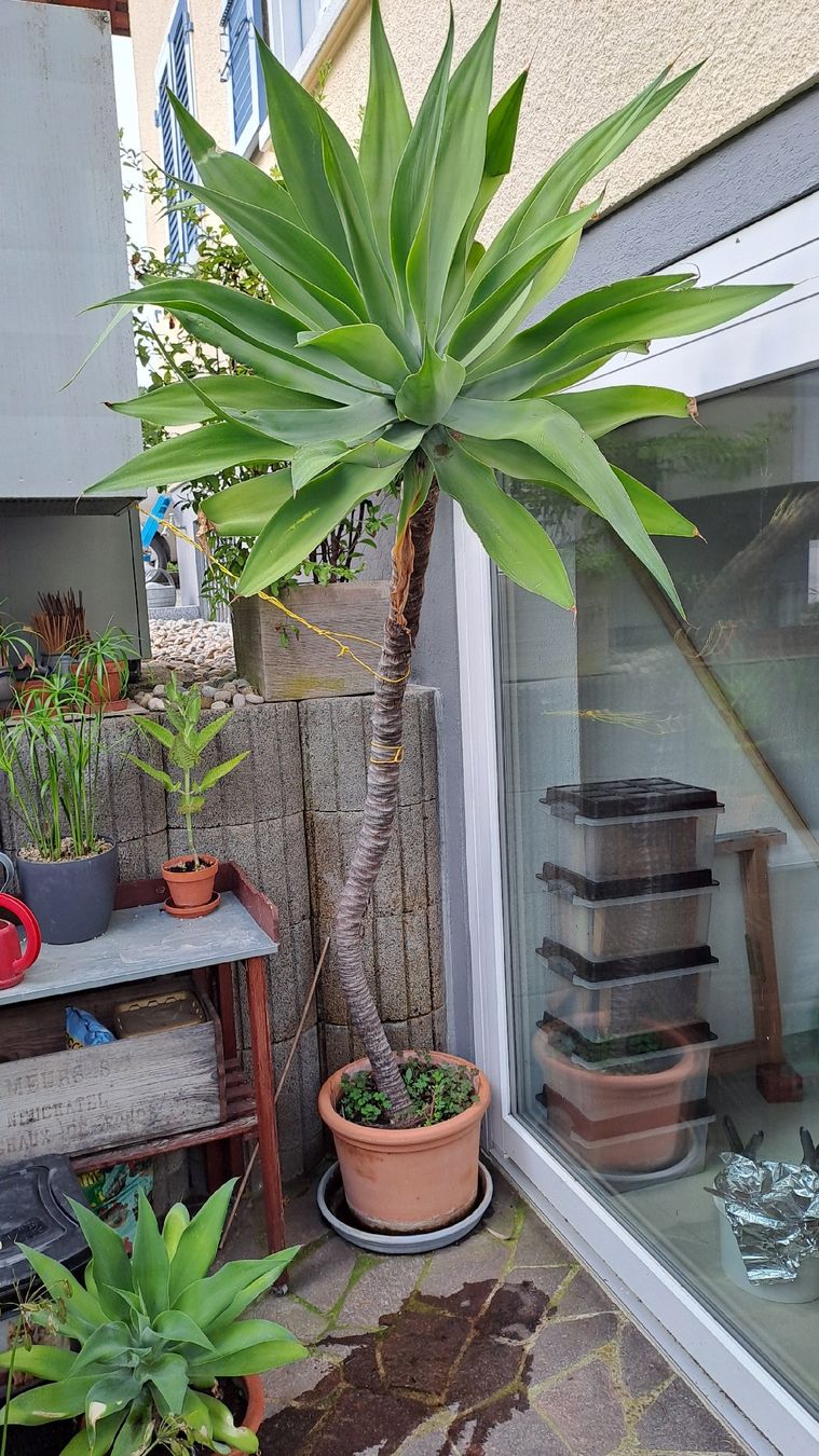 Piante & sementi: Agave attenuata – Usato da Subingen venduto da pat_j5m9