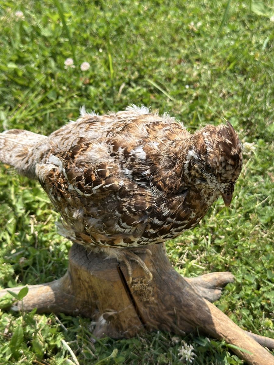 Monde des animaux: Tierpreparat Alpenschneehuhn – D'occasion à St.Moritz par marog90 2