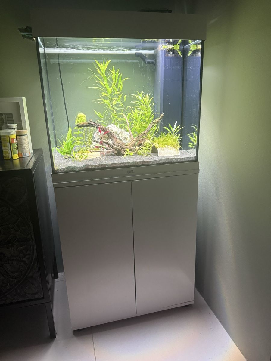 Acquari: Juwel Aquarium 120 Liter – Usato da Ottenbach venduto da tickorus