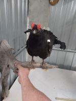 Birkhahn mit Ast präpariert guter Zustand