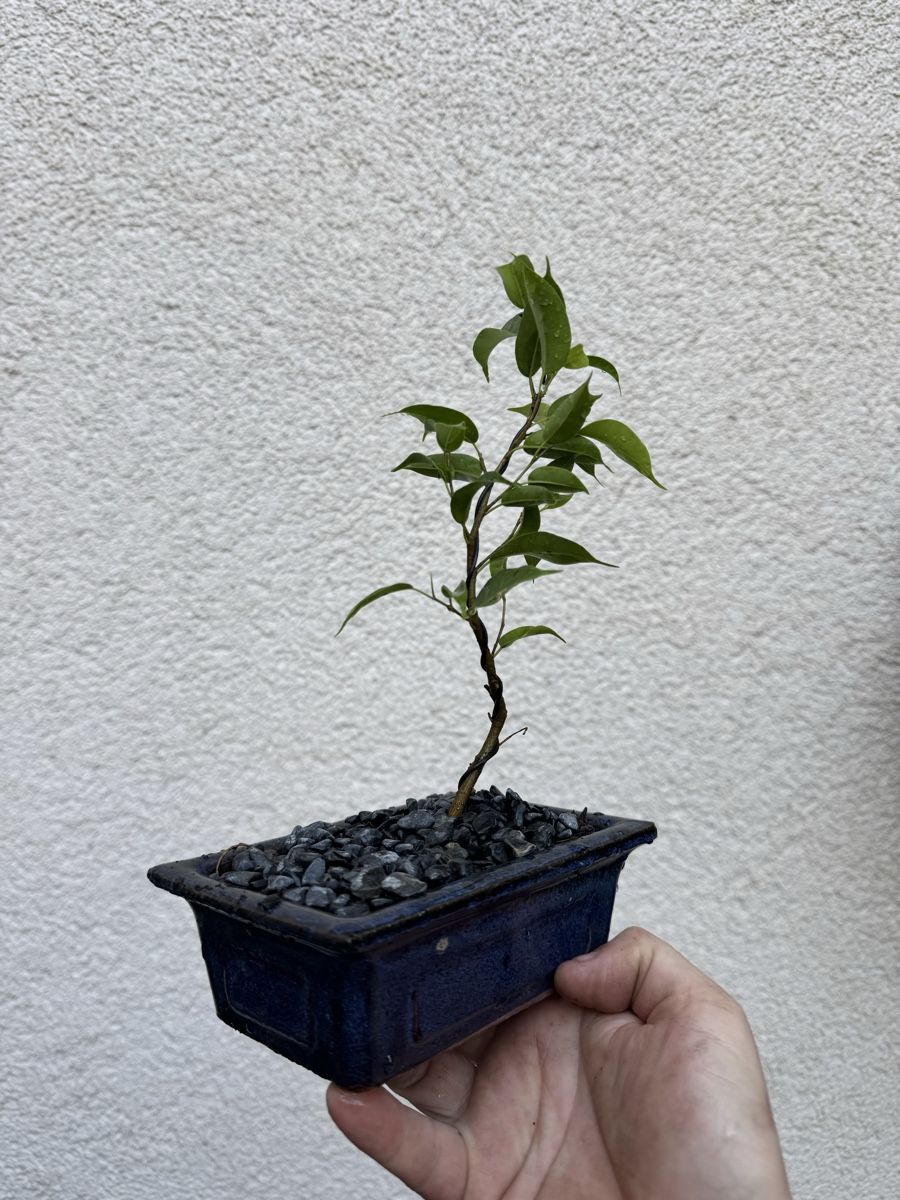 Piante & sementi: Kleiner Ficus Bonsai – Usato da Rümlang venduto da Gruseh.ch 2