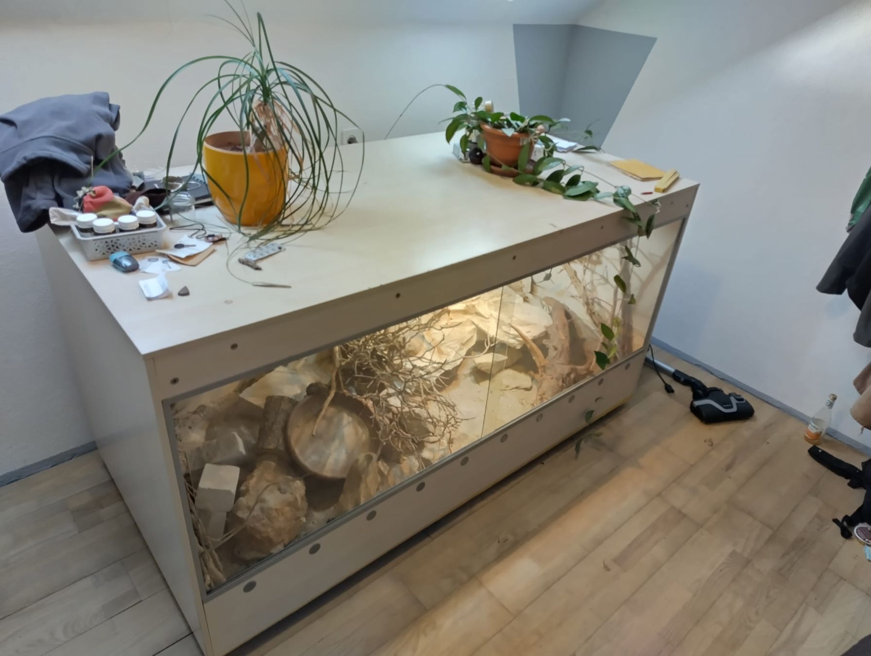Terrario: Terrarium – Usato da wegenstetten venduto da Germaine2 2