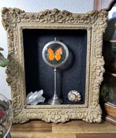 Papillon Argus orange