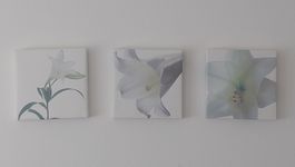 Wandbilder Blumen Weiss 3er Set Leinwand