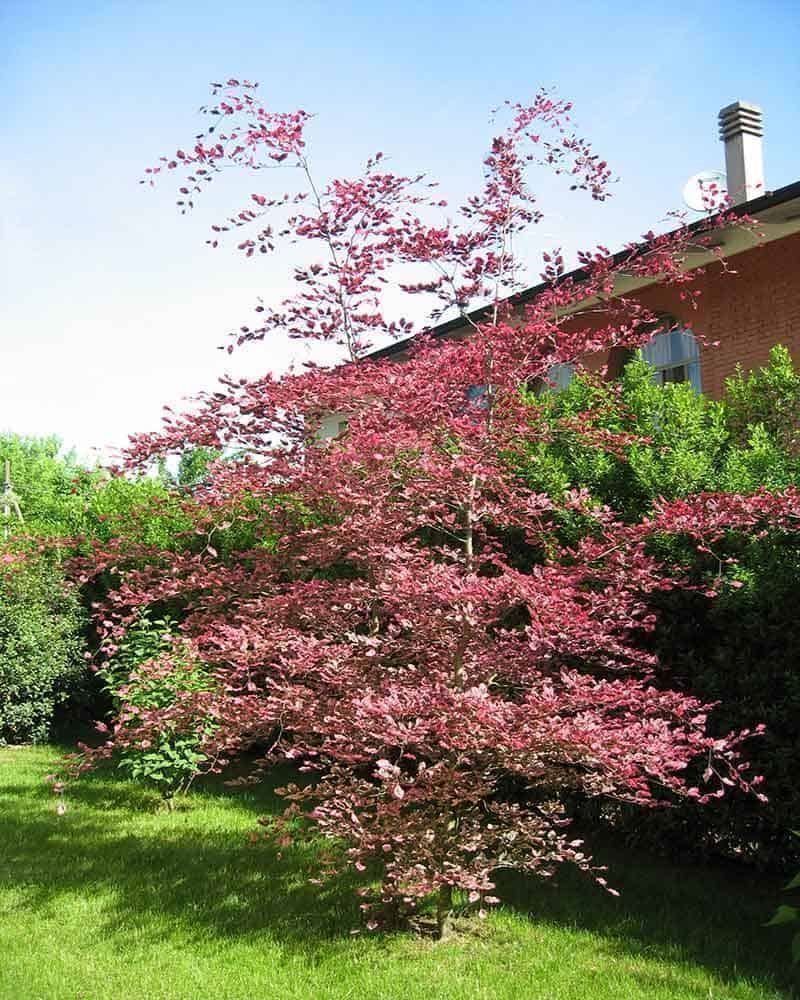 Piante & sementi: Hêtre à feuilles tricolores  20cm – Nuovo (secondo la descrizione) da Bremblens venduto da FIBONACCI369 5