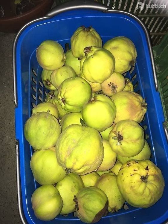 Bio Quitten frisch und ungespritzt 20 Kg Kaufen auf Ricardo