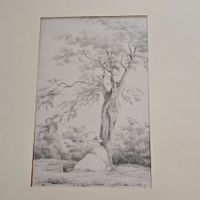 A. Calame (zugeschr.) - Feine Baumstudie 19. Jh. Bleistift