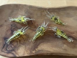 5 leuchtende Yuki Gummikrebse - 3-4 CM -sehr fängig - neu!!!