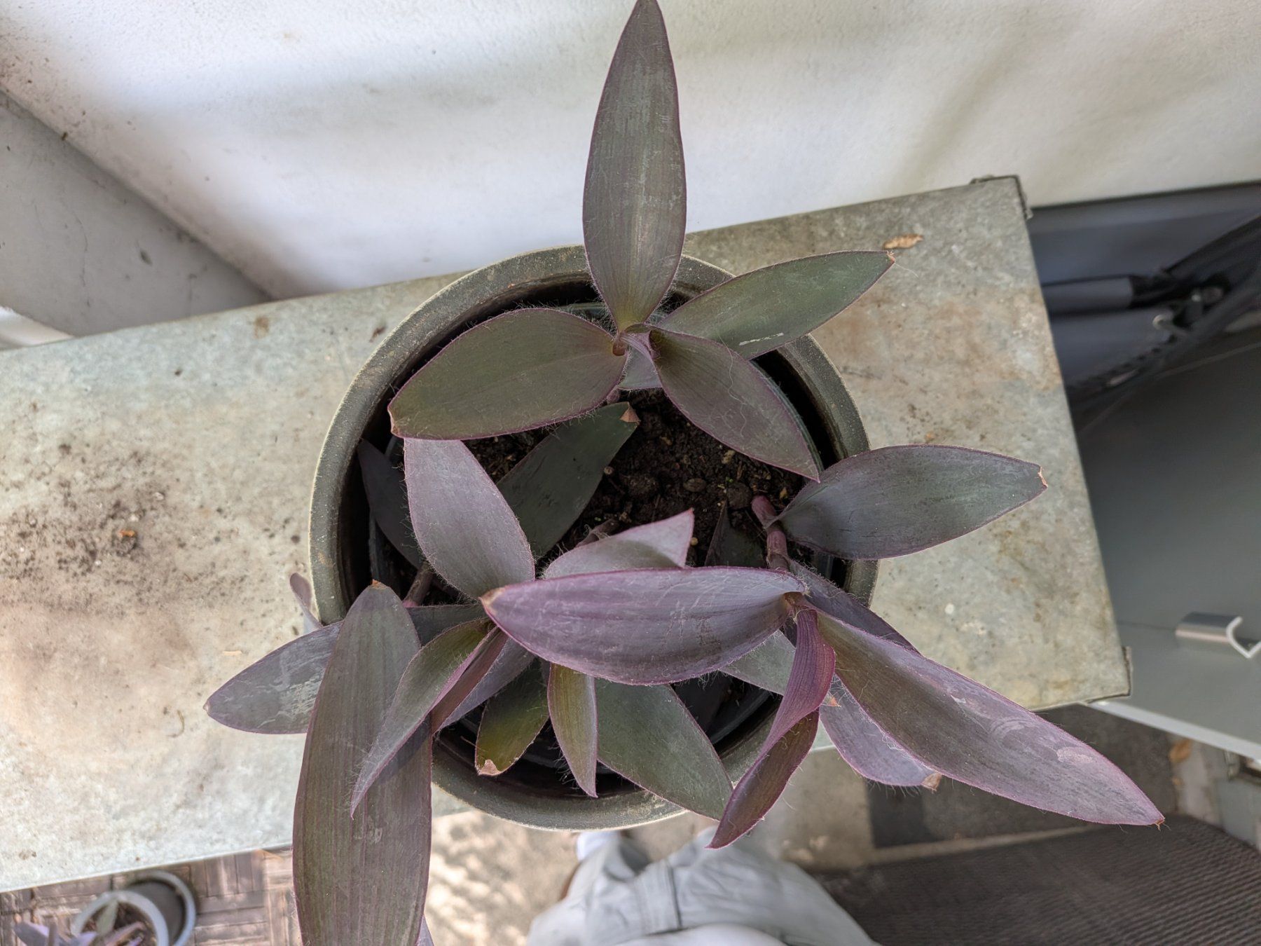 Pflanzen & Samen: Mexikanische Dreimasterblume – Gebraucht aus Bern von Hydrom 1
