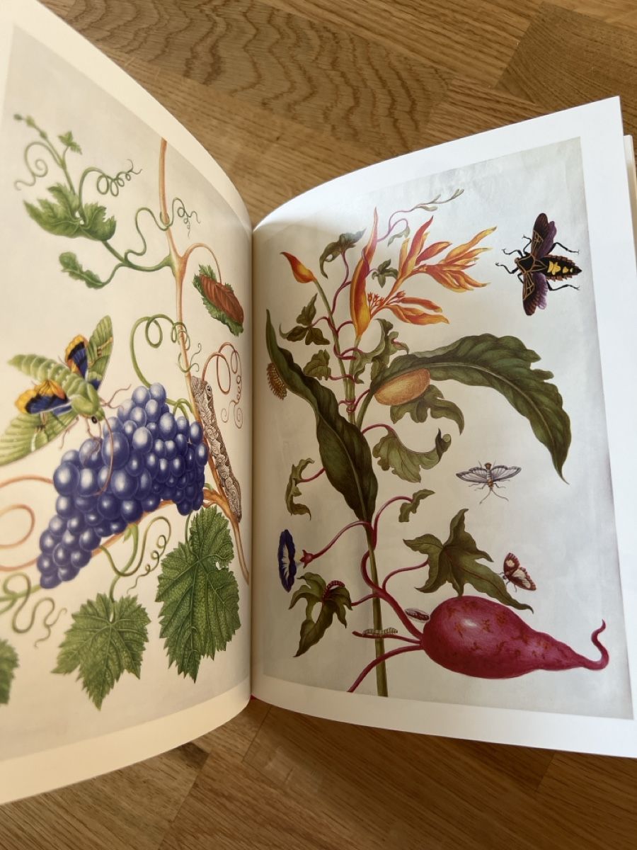 Libri: David Attenborough: Amazing Rare Things, Book – Usato da Basel venduto da clembou 2