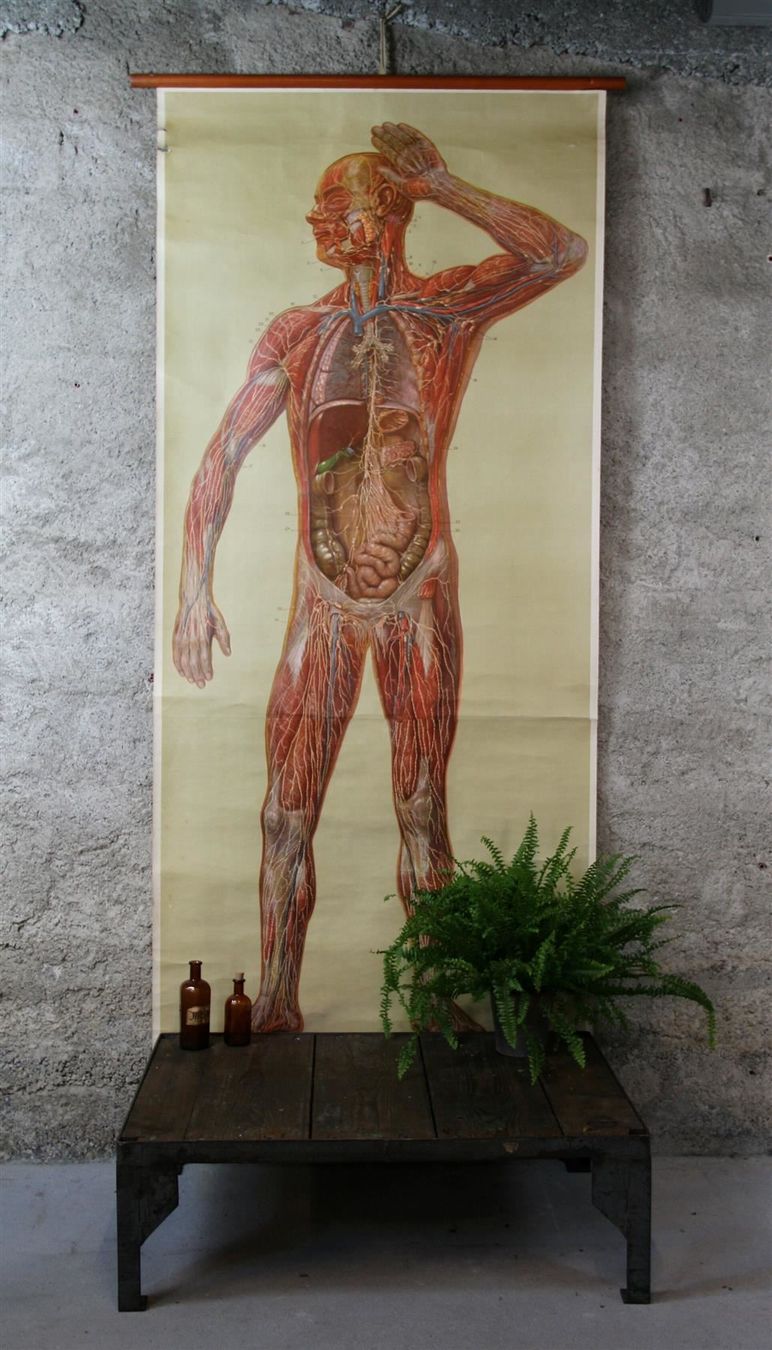 Foto & Immagini: Schulwandbild "Lymphgefässe" 200x91 cm – Usato da Birrwil venduto da brandschatz_birrwil
