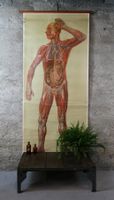 Schulwandbild "Lymphgefässe" 200x91 cm