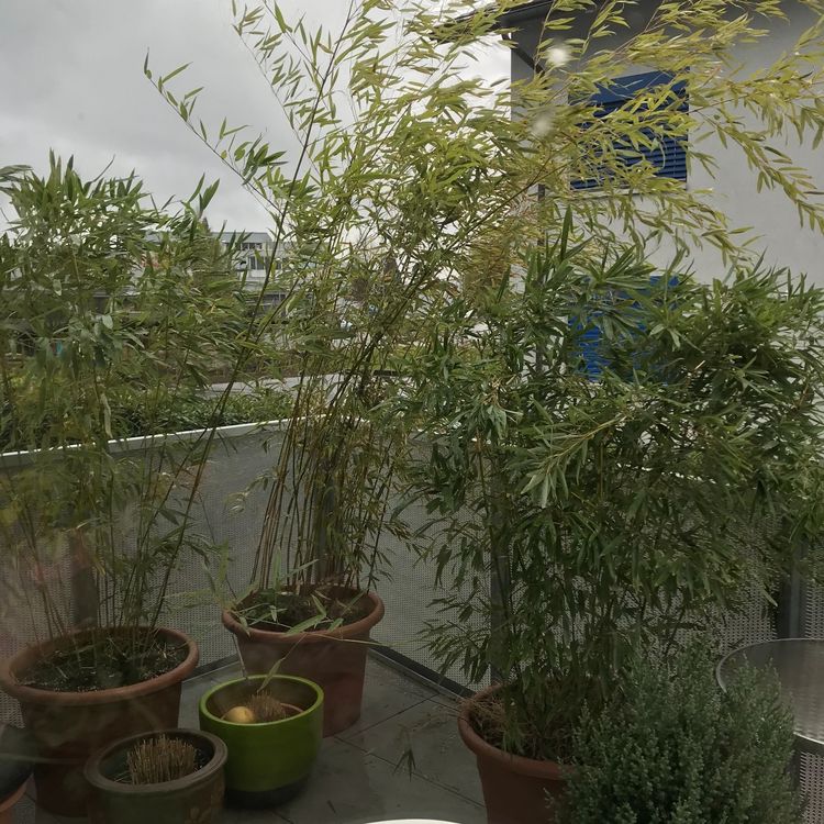 5 schöne Bambus TerasseBalkon Kaufen auf Ricardo